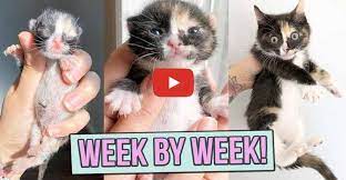 Learn How Baby Kittens Grow 0 8 Weeks We Love Cats And Kittens Baby Kittens Newborn Kittens Raising Kittens