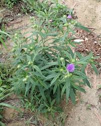 Image result for Vernonia galamensis