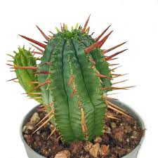 Image result for Euphorbia contorta