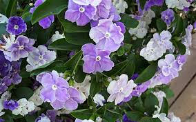 Image result for Brunfelsia pauciflora