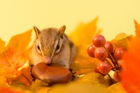 Check spelling or type a new query. Images Rodents Chipmunks Leaf Autumn Grapes Nuts Animals