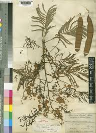 Image result for Acacia schweinfurthii