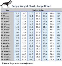 Pitbull Dog Weight Chart Www Bedowntowndaytona Com