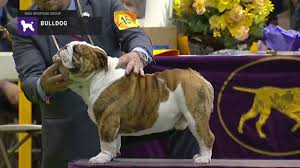 I was asked to film this years staffordshire bull terrier club of america national specialty event held in del mar california. Bulldog Part 1 Breed Judging 2019 Youtube