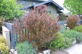 Image result for Dodonaea viscosa