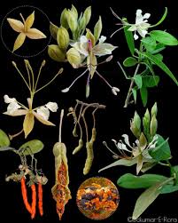 Image result for Cadaba