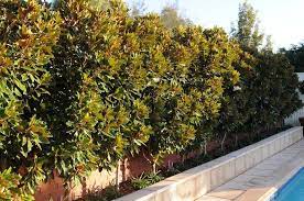 If you have magnolias at lawnsavers we can combat this pricing for our magnolia scale programs is based on the circumference of the trunk near ground level, the size of the canopy, and the number of. Best Of The Best Pool Landscape Design Small Backyard Landscaping Magnolia Tree Landscaping
