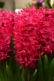 Follow situs web resmi untuk menerima hadiah eksklusif. Hyacinth Jan Bos Dutchgrown Top Quality Unique Hyacinth Bulbs