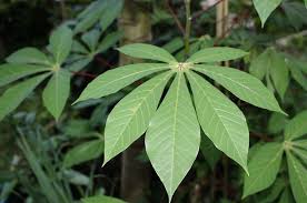 Mengapakah yesus mengutuk sebatang pokok ara dan membuatnya layu? Ada Berbagai Jenis Daun Salah Satunya Daun Menjari Seperti Apa Cirinya Bobo
