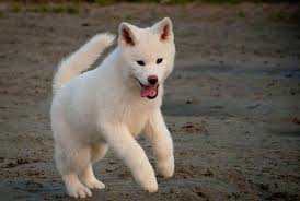 Akita Dogs Complete Breed Overview Learn More Here