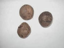 Image result for Buchholzia