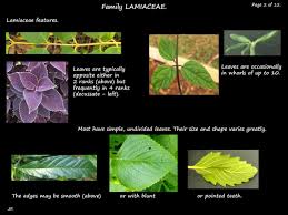 Image result for Lamiaceae