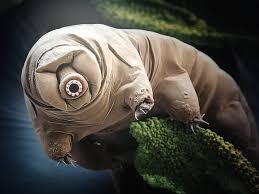 Tardigrade underwater