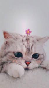 Imut ~ kumpulan gambar & foto binatang, hewan, flora & fauna , gambar komen fb lucu gokil koplak ~ cerita lucu buah buahan yang imut gambar lucu , gambar hewan imut dan lucu Cutest Cat Kucing Dan Anak Kucing Kucing Cantik Foto Kucing Lucu