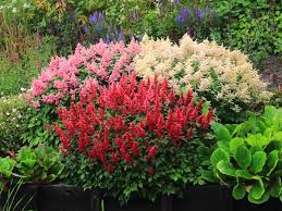Maybe you would like to learn more about one of these? Top 5 Low Maintenance Shade Plants For Your Grand Rapids Landscape R A Landscaping