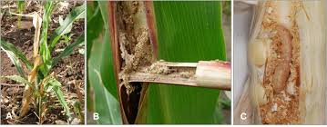 Image result for Eriochloa fatmensis