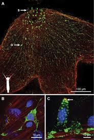 It comprises millions of neurones and uses electrical impulses to communicate very quickly. A The Hydra Nervous System Is A Simple Diffuse Nerve Net As Revealed Download Scientific Diagram