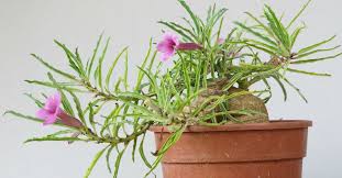 Image result for Pterodiscus elliottii