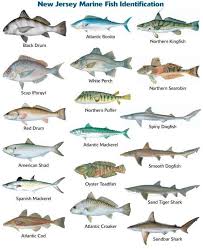Nj Marine Species Identification Atlantic Mackerel Fish