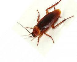 Using spray against roaches works to keep them out of sight for the present moment, but it can also serve to drive them further into your walls and make the problem worse. How Do Bug Sprays Like Raid And Baygon Kill Cockroaches Science Abc