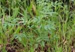 Image result for Indigofera praticola