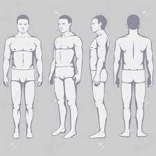 Two empty human hands, front and back view. Human Body Anatomy Vector Man Front Back Side Royalty Free Cliparts Vectors And Stock Illustration Image 86148922