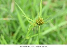 Image result for Pycreus polystachyos