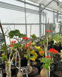 Image result for Jatropha macrophylla