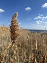 Image result for Phragmites