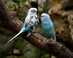 The Love Birds: two beautiful blue parakeets flying around land next to  each other. | Smithsonian Photo Contest | Smithsonian Magazine