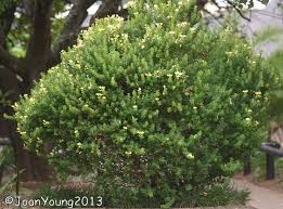 Image result for Barleria holubii