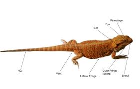 Bearded Dragon Anatomy Dragon Anatomy Bearded Dragon Baby Bearded Dragon