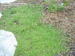 Where does the brass button plant come from? Plantfiles Pictures Leptinella Species Dwarf New Zealand Brass Buttons Miniature Brass Buttons Leptinella Gruveri By Drdon