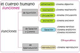 El Cuerpo Humano Para Niños.