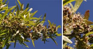 Image result for Combretum engleri