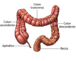 Colon sigmoideum gl d 6 preis zum kleinen preis hier bestellen. Colon Ecured