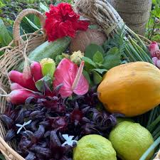 Image result for Tetradenia bainesii