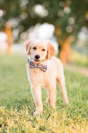 We did not find results for: Puppy Love Poke The Golden Retriever Puppy Daily Dog Tag