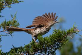 Brown Birds Of East Texas Pin On Wildlife