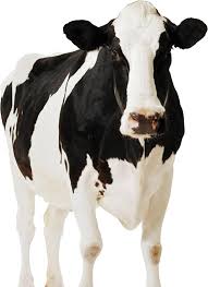 Download Dairy Cow Png Front View Of A Cow Full Size Png Image Pngkit Download cow png images transparent backgrounds pictures from. download dairy cow png front view of