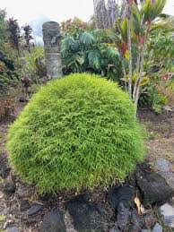 Image result for Pogonatherum paniceum