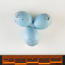 Image result for Robin Egg Blue 1983 Hussmann