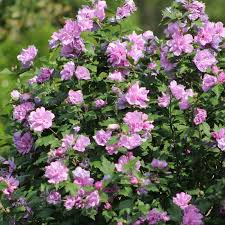 Image result for Hibiscus torrei