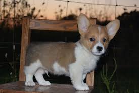 We did not find results for: Available Corgipoos Backroadsoulpuppies Com In 2021 English Sheepdog Puppy Old English Sheepdog Sheep Dog Puppy