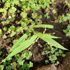 Image result for Urochloa deflexa