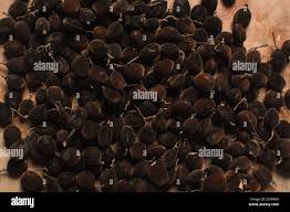 Image result for Dialium guineense