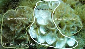 Image result for Satyrium schimperi