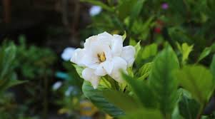 Check spelling or type a new query. 10 Jenis Tanaman Hias Wangi Yang Bisa Membuat Rumah Harum Semerbak Merdeka Com