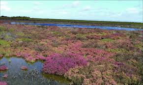 Image result for Suaeda sp. B