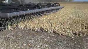 4.5 out of 5 stars. Combining Pinto Beans Youtube
